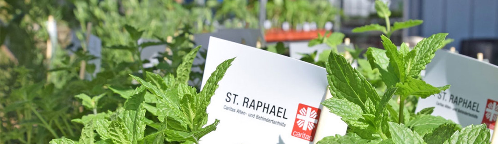 Header Gewächshaus Radicula Sinzig